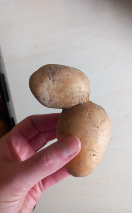 Mr. Kartoffel-Mutant