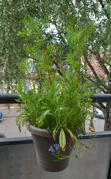 Blumenwiese am Balkon