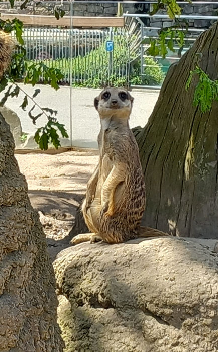 Grinse-Erdmännchen