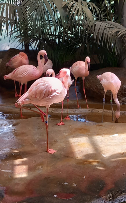 Flamingos!