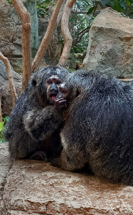 Küsschen bitte