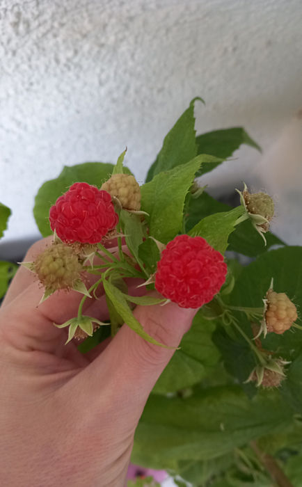 Himbeeren