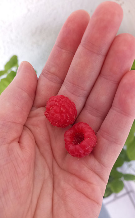 Himbeeren