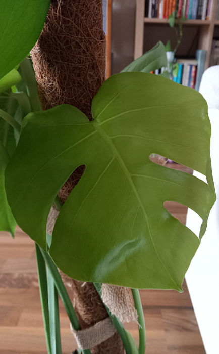 Neues Monstera-Blatt